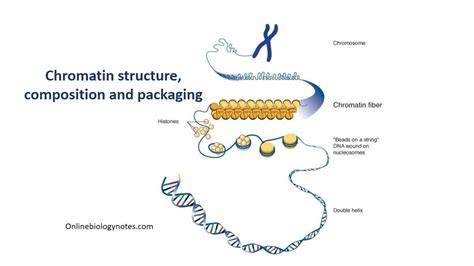 naked dna is called chromatin|Genetics of Cellular Function Ch.4 Flashcards